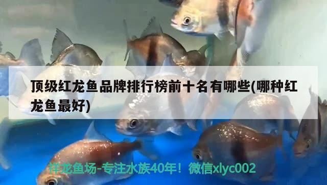 紅龍魚品牌排行榜前十名有哪些牌子的魚缸：紅龍魚品牌排行榜