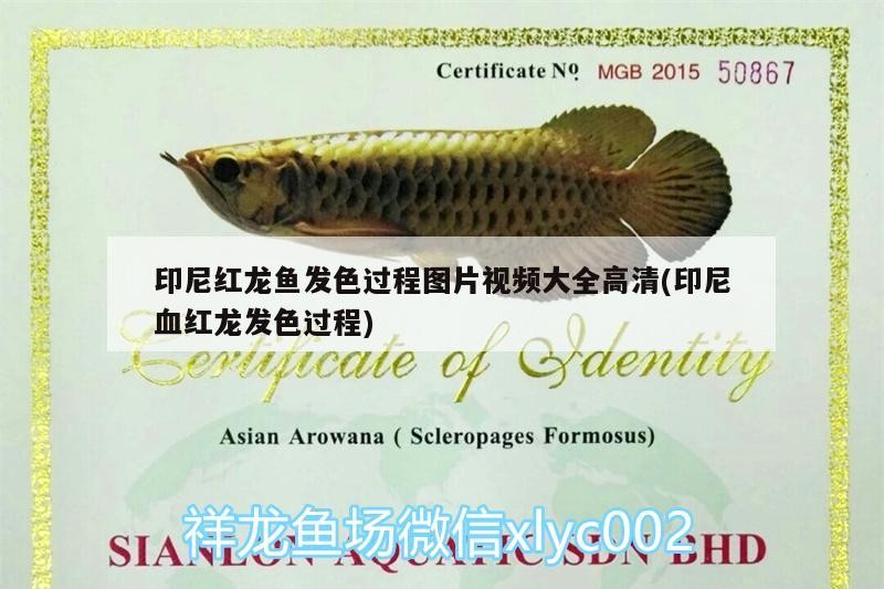 印尼紅龍魚發色過程圖片視頻大全高清(印尼血紅龍發色過程)