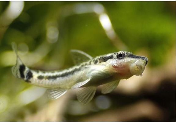 大魚缸工具魚哪種最好：大魚缸工具魚的選擇工具魚的養護技巧和選擇工具魚的特點