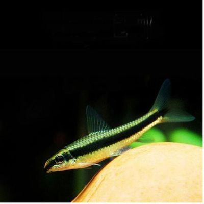 大魚缸工具魚哪種最好：大魚缸工具魚的選擇工具魚的養護技巧和選擇工具魚的特點