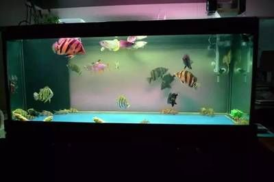 虎魚可以用黑背景嗎：虎魚可以使用黑背景嗎