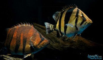虎魚可以用黑背景嗎：虎魚可以使用黑背景嗎