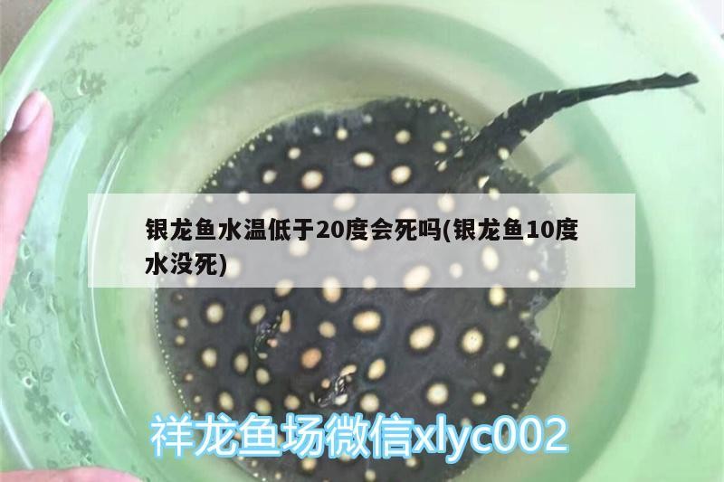 銀龍魚水溫低于20度會死嗎(銀龍魚10度水沒死)