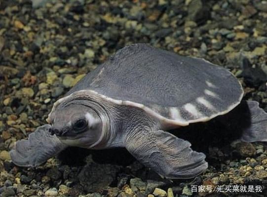 豬鼻龜如何養(yǎng)活：養(yǎng)了豬鼻子龜怎么辦才能養(yǎng)活，豬鼻子烏龜怎么辦才能養(yǎng)活
