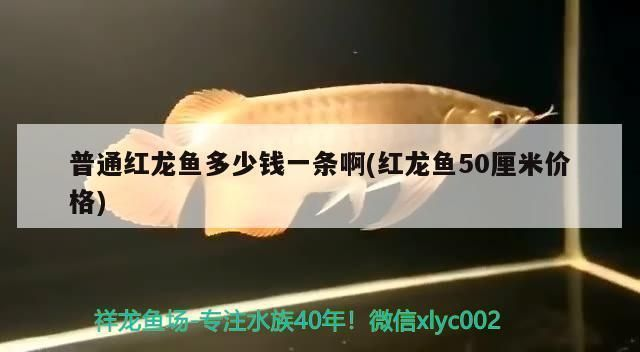 戰(zhàn)車紅龍魚多少錢一條啊:戰(zhàn)車紅龍魚價格因品種、大小、品相等因素有所不同 紅龍魚百科 第2張 戰(zhàn)車紅龍魚多少錢一條啊:戰(zhàn)車紅龍魚價格因品種、大小、品相等因素有所不同 戰(zhàn)車紅龍魚多少錢一條啊:戰(zhàn)車紅龍魚價格因品種、大小、品相等因素有所不同 紅龍魚百科 第2張