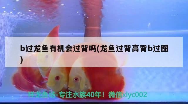 高背金龍魚 b過龍魚有機會過背嗎(龍魚過背高背b過圖) 魚缸百科 b過龍魚有機會過背嗎(龍魚過背高背b過圖) b過龍魚有機會過背嗎(龍魚過背高背b過圖) 魚缸百科