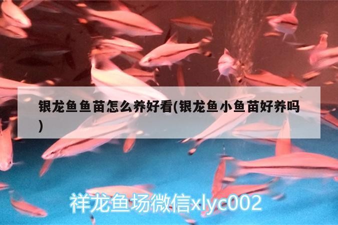 銀龍魚魚苗怎么養好看(銀龍魚小魚苗好養嗎)
