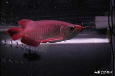 紅龍魚可以和什么魚混養(yǎng)一起養(yǎng)：紅龍魚可以混養(yǎng)的一些魚類及其注意事項