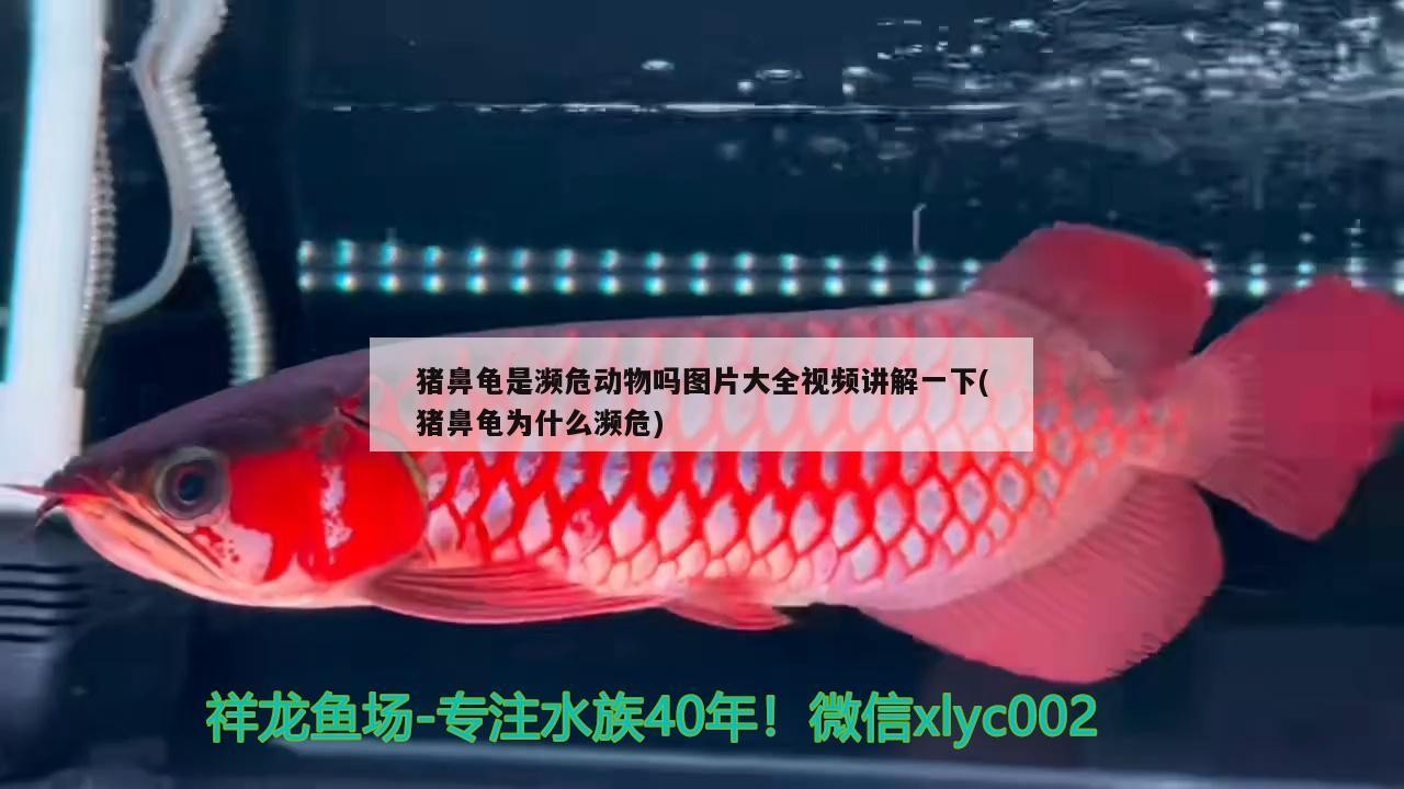 豬鼻龜是瀕危動物嗎圖片大全視頻講解一下(豬鼻龜為什么瀕危)