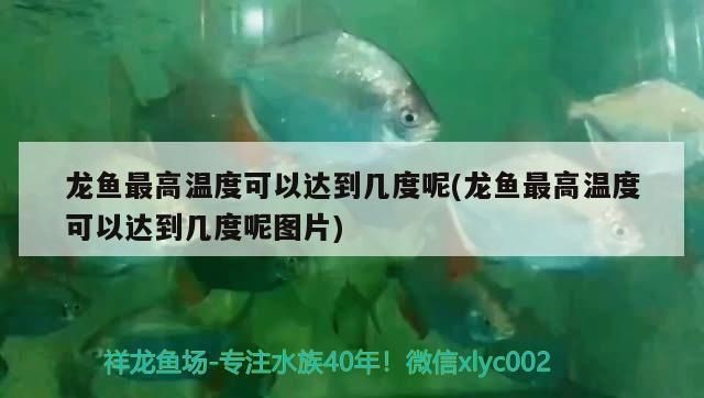 龍魚最高溫度可以達到幾度vs祥龍魚場：祥龍魚場的養殖技術高溫對龍魚的影響