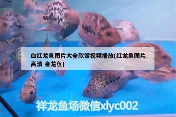 野生血紅龍魚：關于野生血紅龍魚的介紹