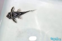 龍魚咬魟魚尾巴尖：龍魚咬魟魚尾巴尖怎么辦 龍魚咬魟魚尾巴尖：龍魚咬魟魚尾巴尖怎么辦 魟魚百科 第2張