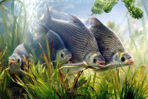 黑帝王魟魚市場投資回報率：養殖黑帝王魟魚的注意事項