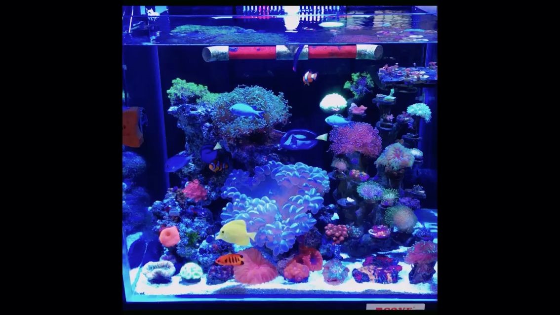 金龍魚適合什么顏色的背景（金龍魚用黑缸還是白缸）