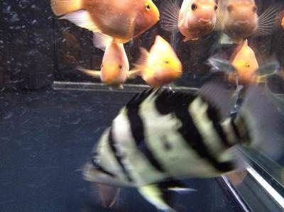 虎魚養多大不黑