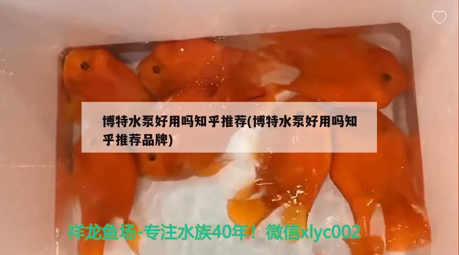 博特水泵好用嗎知乎推薦(博特水泵好用嗎知乎推薦品牌)