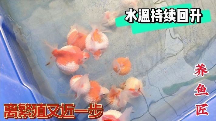黑金魟魚繁殖后水質管理技巧：黑金魟魚繁殖后如何控制氨氮含量
