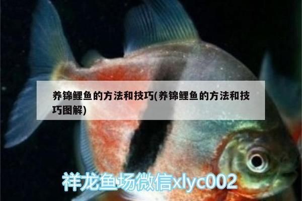 黑金魟魚繁殖后水質管理技巧：黑金魟魚繁殖后如何控制氨氮含量
