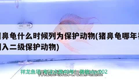 豬鼻龜什么時候列為保護動物(豬鼻龜哪年被列入二級保護動物) 豬鼻龜什么時候列為保護動物(豬鼻龜哪年被列入二級保護動物) 豬鼻龜百科