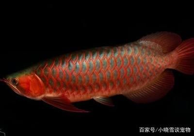 紅龍魚品種：紅龍魚品種及其詳細信息紅龍魚品種及其詳細信息