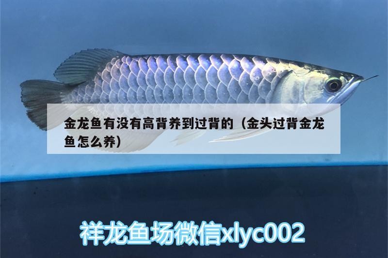 金龍魚有沒有高背養到過背的（金頭過背金龍魚怎么養）