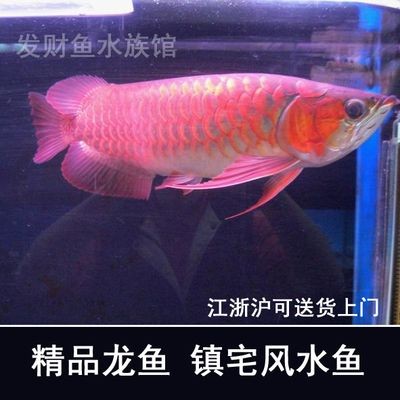 紅龍魚觀賞魚:紅龍魚市場價格趨勢紅龍魚風水作用解析紅龍魚風水作用解析 紅龍魚百科 第1張 紅龍魚觀賞魚:紅龍魚市場價格趨勢紅龍魚風水作用解析紅龍魚風水作用解析 紅龍魚觀賞魚:紅龍魚市場價格趨勢紅龍魚風水作用解析紅龍魚風水作用解析 紅龍魚百科 第1張