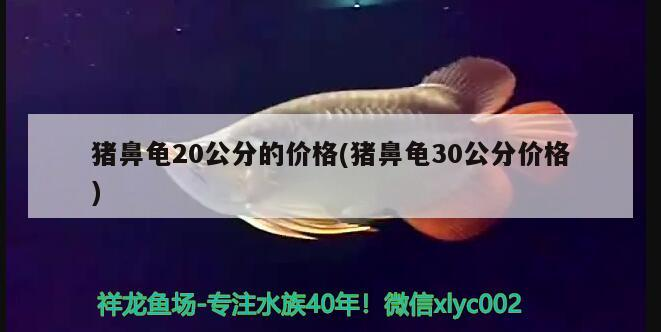 豬鼻龜20公分的價格(豬鼻龜30公分價格)