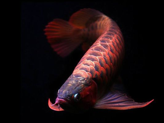 如何給龍魚定期做內外寄飼料呢vs祥龍魚場：如何為祥龍魚場的龍魚進行內外寄食的管理
