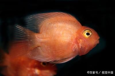 觀賞魚溫度高不愛吃食（關(guān)于觀賞魚溫度高不愛吃食的具體原因及解決辦法）