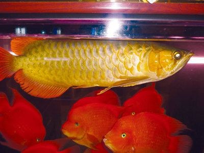 祥龍魚場(chǎng)推薦的具體魚缸尺寸,祥龍魚場(chǎng)的魚缸價(jià)格是多少? 龍魚百科 第2張 祥龍魚場(chǎng)推薦的具體魚缸尺寸,祥龍魚場(chǎng)的魚缸價(jià)格是多少? 祥龍魚場(chǎng)推薦的具體魚缸尺寸,祥龍魚場(chǎng)的魚缸價(jià)格是多少? 龍魚百科 第2張