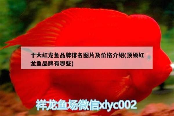 最貴紅龍魚價格多少：最貴的紅龍魚價格可以達到數萬元人民幣 最貴紅龍魚價格多少：最貴的紅龍魚價格可以達到數萬元人民幣 紅龍魚百科 第4張