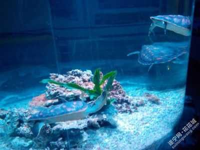 遂寧水族館vs祥龍魚場（遂寧水族館與祥龍魚場的區別）