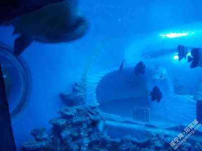 遂寧水族館vs祥龍魚(yú)場(chǎng)（遂寧水族館與祥龍魚(yú)場(chǎng)的區(qū)別）