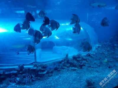 遂寧水族館vs祥龍魚(yú)場(chǎng)（遂寧水族館與祥龍魚(yú)場(chǎng)的區(qū)別）
