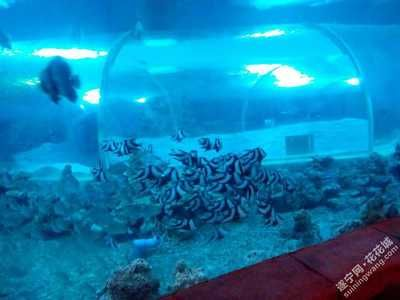 遂寧水族館vs祥龍魚(yú)場(chǎng)（遂寧水族館與祥龍魚(yú)場(chǎng)的區(qū)別）