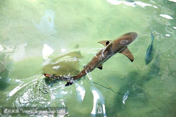 魟魚環境變動適應技巧：養魚過水過程中的注意事項