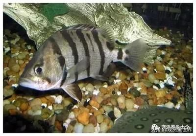 虎魚品種介紹和特征詳圖怎么寫：虎魚品種介紹和特征詳圖