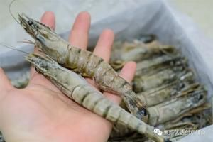野生黑虎魚：關(guān)于野生黑虎魚的一些信息 野生黑虎魚：關(guān)于野生黑虎魚的一些信息 虎魚百科