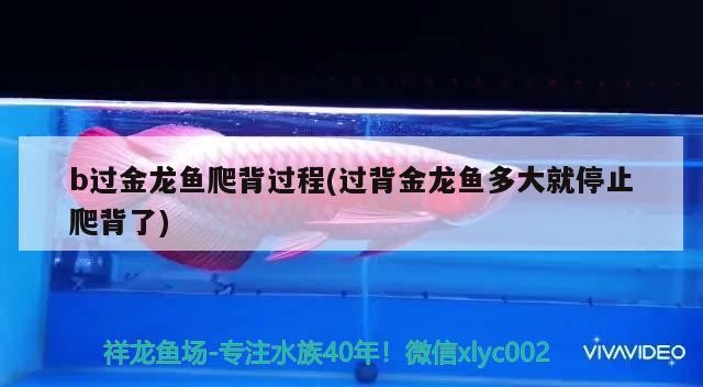 b過金龍魚爬背過程(過背金龍魚多大就停止爬背了) b過金龍魚爬背過程(過背金龍魚多大就停止爬背了) 金龍魚百科