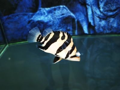 虎魚眼睛突出來怎么治療圖片：虎魚眼睛突出來怎么辦 虎魚眼睛突出來怎么治療圖片：虎魚眼睛突出來怎么辦 虎魚百科 第3張