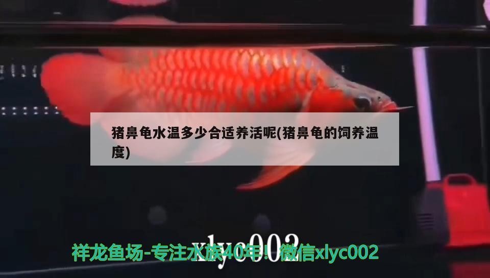 豬鼻龜水溫多少合適養(yǎng)活呢(豬鼻龜?shù)娘曫B(yǎng)溫度)