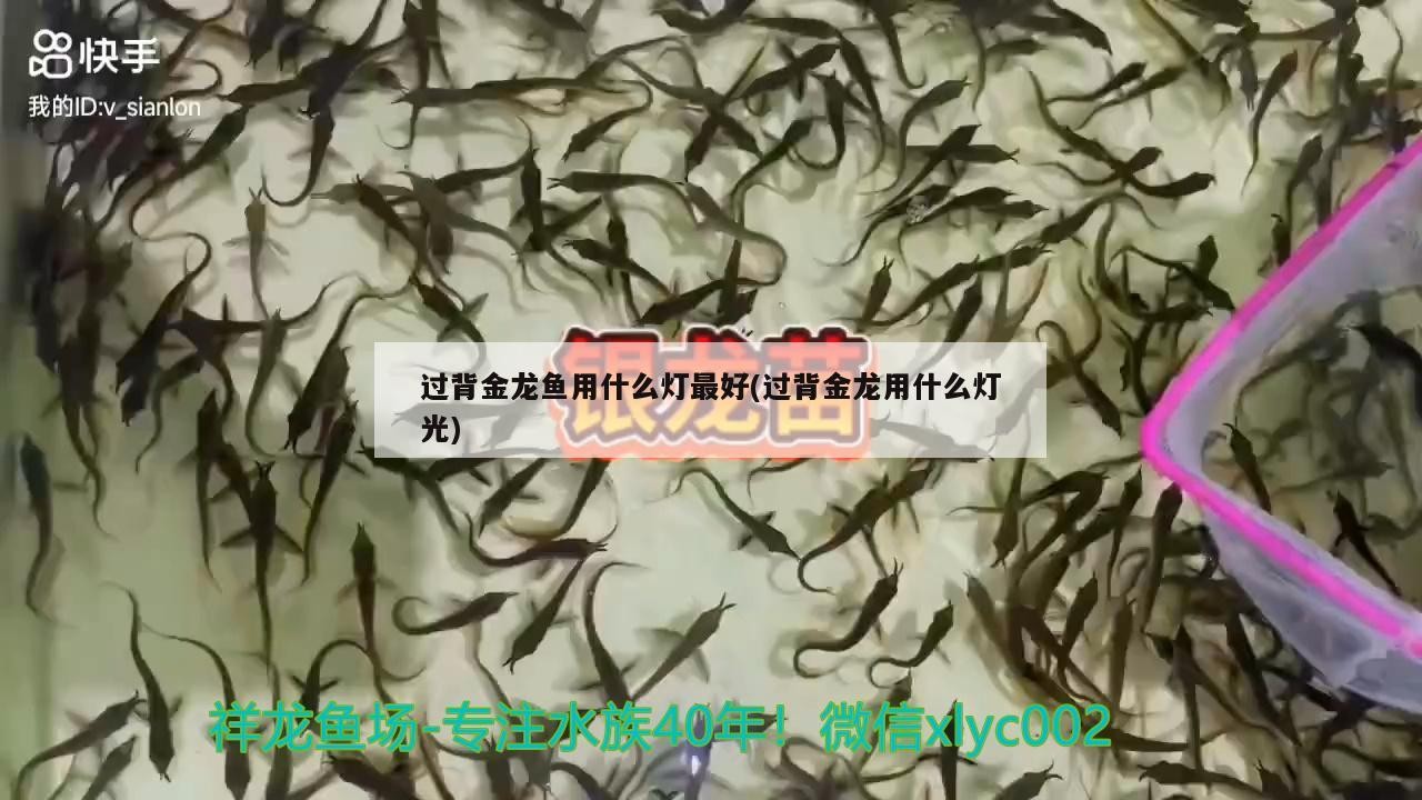 過(guò)背金龍魚用什么燈最好(過(guò)背金龍用什么燈光) 過(guò)背金龍魚用什么燈最好(過(guò)背金龍用什么燈光) 金龍魚百科 第2張