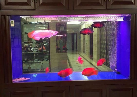 2020水族魚缸博覽會時間：2020年廣州國際水族魚缸博覽會時間和地點信息
