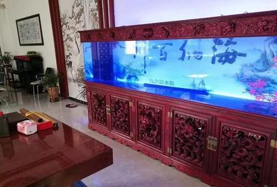 雷龍魚成體多大可以繁殖：雷龍魚成體達到多少厘米長度時，通常可以開始繁殖雷龍魚