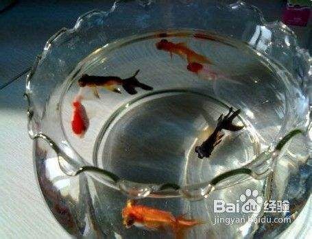 大魚缸換水怎么控制溫度的:大魚缸換水時溫度控制技巧和注意事項和注意事項 魚缸百科 第4張 大魚缸換水怎么控制溫度的:大魚缸換水時溫度控制技巧和注意事項和注意事項 大魚缸換水怎么控制溫度的:大魚缸換水時溫度控制技巧和注意事項和注意事項 魚缸百科 第4張