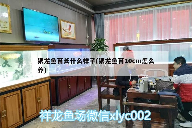 銀龍魚苗長什么樣子(銀龍魚苗10cm怎么養(yǎng))
