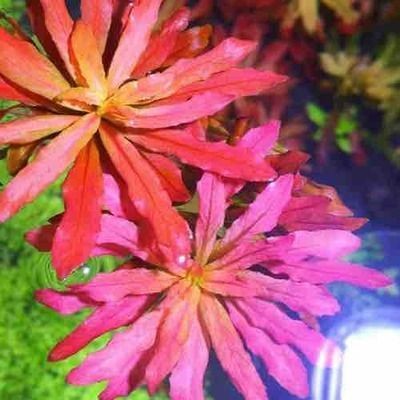 創星前置桶與森森603哪個好