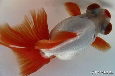 屬龍養什么金魚最旺財運：屬龍的人養金魚可以旺財運