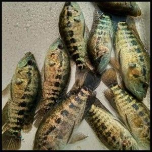 天津紅龍魚苗批發(fā)市場地址：天津紅龍魚苗批發(fā)市場