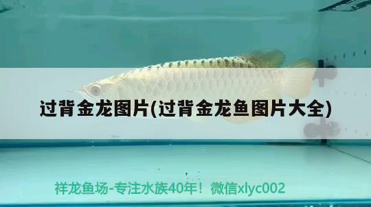 過(guò)背金龍圖片(過(guò)背金龍魚(yú)圖片大全)